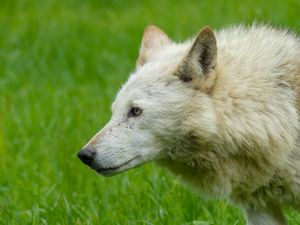 Preview wallpaper wolf, animal, predator, white, grass