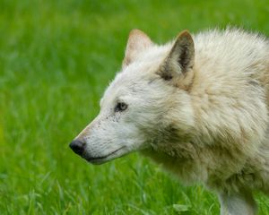 Preview wallpaper wolf, animal, predator, white, grass