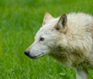 Preview wallpaper wolf, animal, predator, white, grass