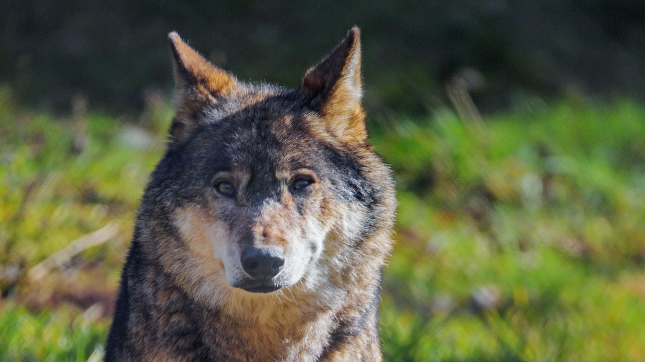 Wallpaper wolf, animal, predator, wildlife