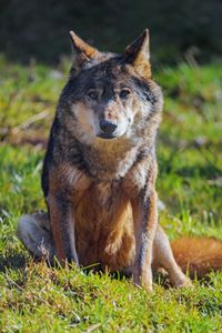 Preview wallpaper wolf, animal, predator, wildlife