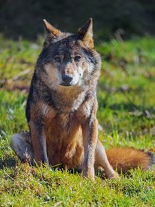 Preview wallpaper wolf, animal, predator, wildlife
