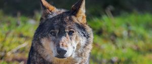 Preview wallpaper wolf, animal, predator, wildlife