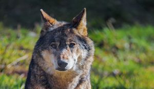 Preview wallpaper wolf, animal, predator, wildlife