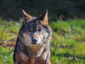 Preview wallpaper wolf, animal, predator, wildlife