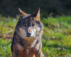 Preview wallpaper wolf, animal, predator, wildlife
