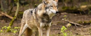 Preview wallpaper wolf, animal, predator, wild