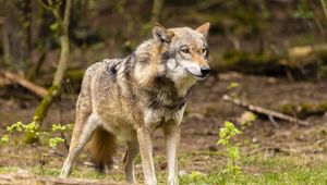 Preview wallpaper wolf, animal, predator, wild