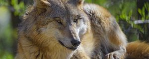 Preview wallpaper wolf, animal, predator, glance, wildlife