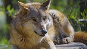 Preview wallpaper wolf, animal, predator, glance, wildlife