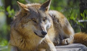 Preview wallpaper wolf, animal, predator, glance, wildlife
