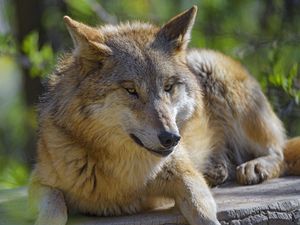 Preview wallpaper wolf, animal, predator, glance, wildlife