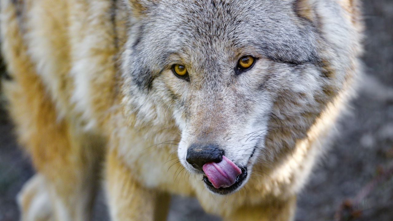 Wallpaper wolf, animal, predator, protruding tongue, wildlife