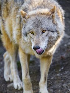 Preview wallpaper wolf, animal, predator, protruding tongue, wildlife