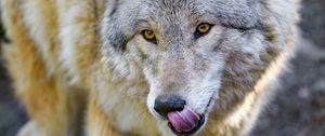 Preview wallpaper wolf, animal, predator, protruding tongue, wildlife