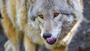 Preview wallpaper wolf, animal, predator, protruding tongue, wildlife