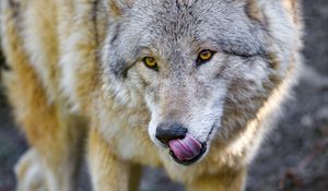 Preview wallpaper wolf, animal, predator, protruding tongue, wildlife