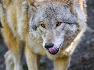 Preview wallpaper wolf, animal, predator, protruding tongue, wildlife