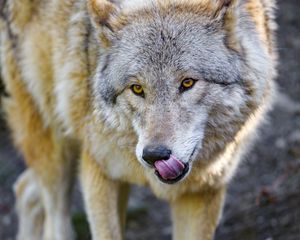 Preview wallpaper wolf, animal, predator, protruding tongue, wildlife