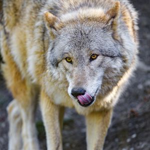 Preview wallpaper wolf, animal, predator, protruding tongue, wildlife