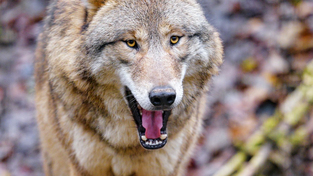 Wallpaper wolf, animal, predator, yawn