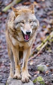 Preview wallpaper wolf, animal, predator, yawn