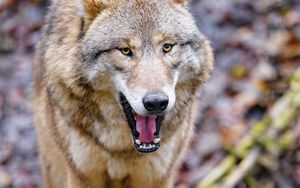 Preview wallpaper wolf, animal, predator, yawn