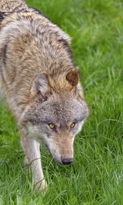Preview wallpaper wolf, animal, predator, glance