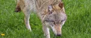 Preview wallpaper wolf, animal, predator, glance