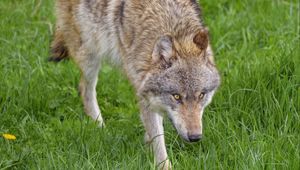Preview wallpaper wolf, animal, predator, glance