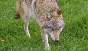 Preview wallpaper wolf, animal, predator, glance