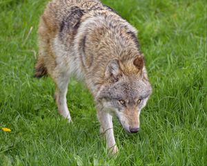 Preview wallpaper wolf, animal, predator, glance