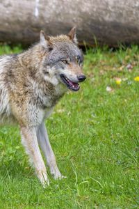Preview wallpaper wolf, animal, predator, grass, wildlife