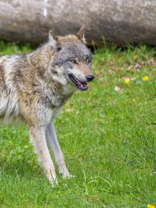 Preview wallpaper wolf, animal, predator, grass, wildlife