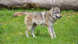 Preview wallpaper wolf, animal, predator, grass, wildlife