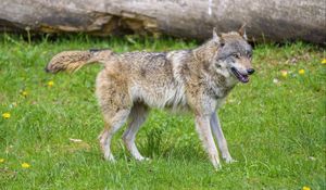 Preview wallpaper wolf, animal, predator, grass, wildlife
