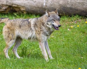Preview wallpaper wolf, animal, predator, grass, wildlife