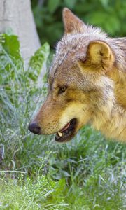 Preview wallpaper wolf, animal, predator, glance, grass, wildlife
