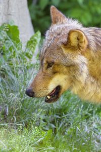 Preview wallpaper wolf, animal, predator, glance, grass, wildlife