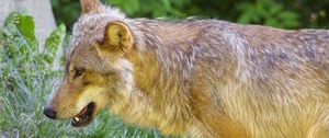 Preview wallpaper wolf, animal, predator, glance, grass, wildlife