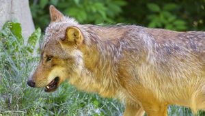 Preview wallpaper wolf, animal, predator, glance, grass, wildlife