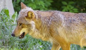 Preview wallpaper wolf, animal, predator, glance, grass, wildlife