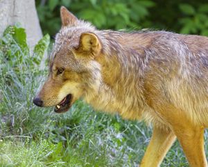 Preview wallpaper wolf, animal, predator, glance, grass, wildlife