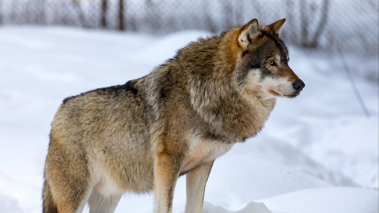 Wallpaper wolf, animal, predator, snow, winter