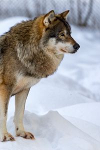 Preview wallpaper wolf, animal, predator, snow, winter