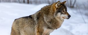 Preview wallpaper wolf, animal, predator, snow, winter