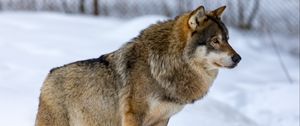 Preview wallpaper wolf, animal, predator, snow, winter
