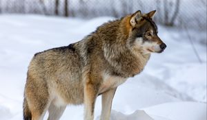 Preview wallpaper wolf, animal, predator, snow, winter