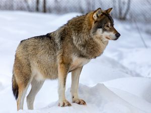 Preview wallpaper wolf, animal, predator, snow, winter