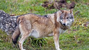 Preview wallpaper wolf, animal, predator, wildlife, glance
